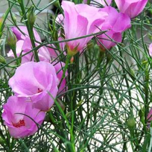 Alyogne hakeiifolia