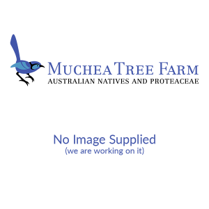 Baumea juncea