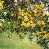 Acacia acuminata