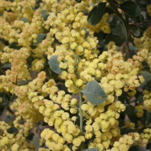 Acacia celastrifolia