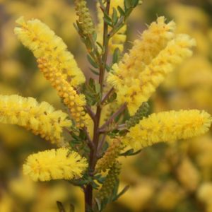 Acacia drummondii