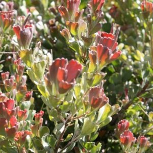 Adenanthos cuneatus