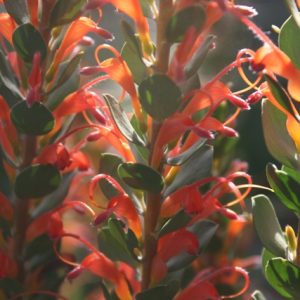 Adenanthos obovatus