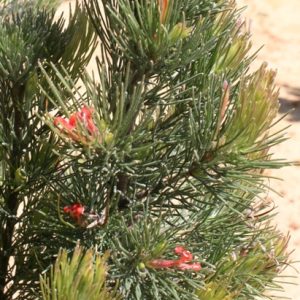 Adenanthos sericea