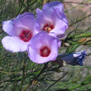 Alyogyne hakeifolia