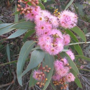 Eucalyptus lansdowneana