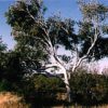 Eucalyptus victrix/microtheca