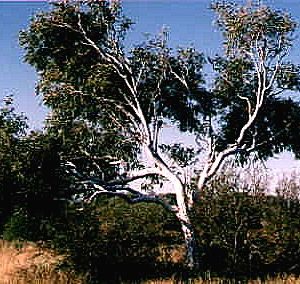 Eucalyptus victrix/microtheca