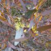 Eucalyptus pluricaulis