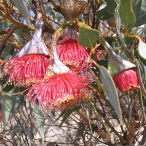 Eucalyptus pyriformis
