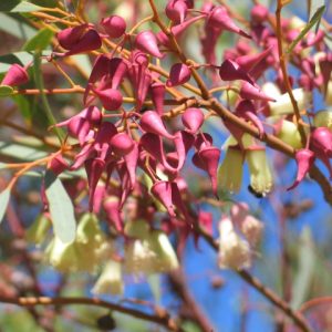 Eucalyptus rosacea (synandra)