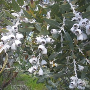Eucalyptus tetragona
