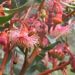Eucalyptus torquata