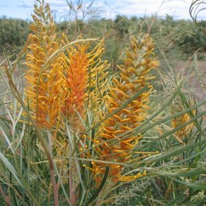 Grevillea honey Gem
