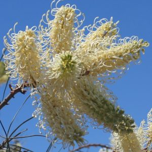 Grevillea leucopteris