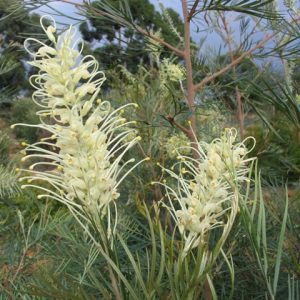 Grevillea moonlight