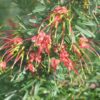 Grevillea obtusifolia