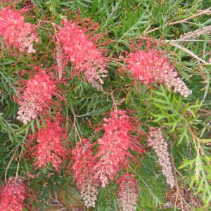Grevillea robyn gordon