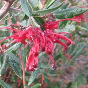 Grevillea splendour