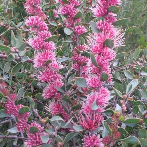 Hakea crassinervia burrendong