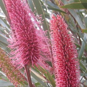 Hakea francisiana
