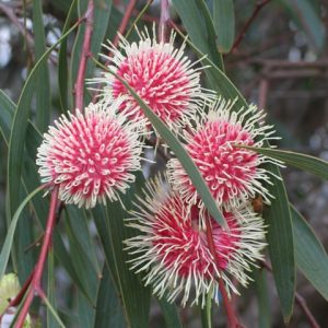 Hakea laurina