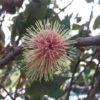 Hakea petiolaris