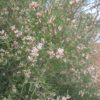 Hakea trifurcata