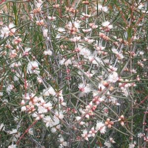 Hypocalymma angustifolium