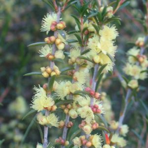 Hypocalymma xanthopetalum upright