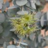 Eucalyptus kruseana