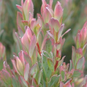 Leucadendron Annie's Blush plant Ld. Annies Blush