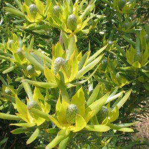 Leucadendron Pisa