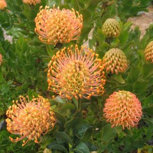 Leucospermum pattersonii