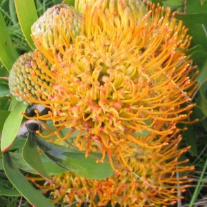 Leucospermum praecox