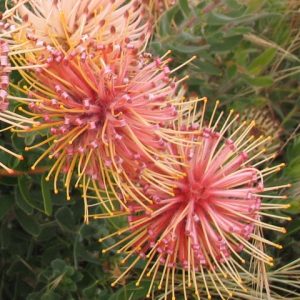 Leucospermum tottum