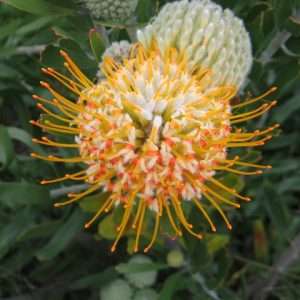 Leucospermum veldfire